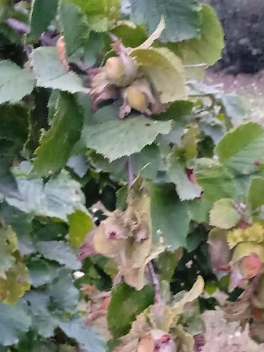 Ağaclar: Fındıq bağı – məhsuldar, baxımlı sahə - Mədəni fındıq kolları — 11