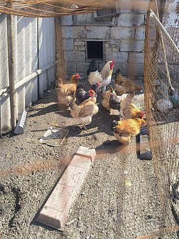 Куры, петухи: Продаю | Куры | Домашняя | Для разведения — 3