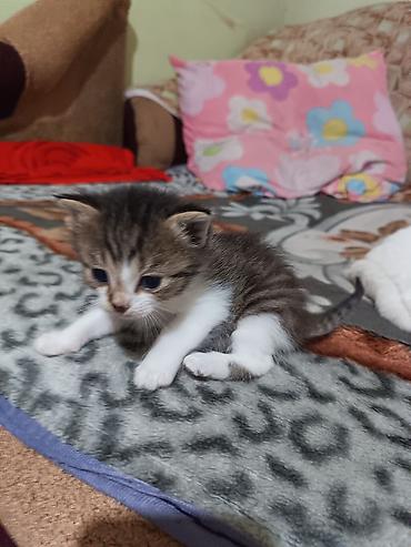 Продажа кошек: Котята вместе с мамами, 2 кошки молодые и 8 котят. - Помёт — 5