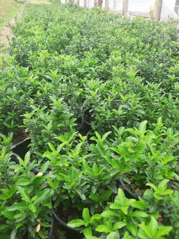 Şitillər: Həmişə yaşil (Şimşad)(dekorativ növ)bitkilərinin topdan satişi — 2