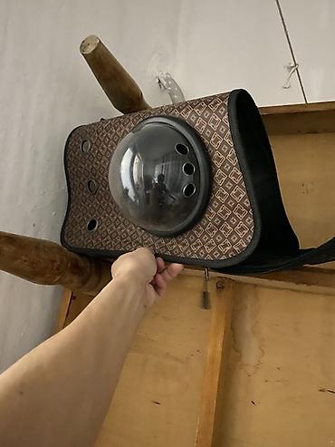 Продажа кошек: Шотландская вислоухая кошка (Scottish Fold), окрас голубой. Вместе — 9