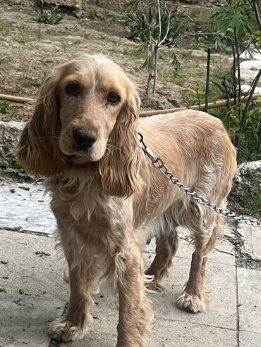 кокер спаниель: Кокер спаниель, 4 года, Самка