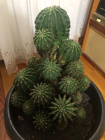 Другие растения: Echinopsis (Kirpi kaktus) – çoxlu pöhrəli, iri ölçülü dekorativ kaktus — 1