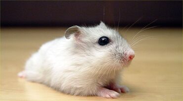 приют для животных в баку адрес: Hamster 5 ədəd, 2 ağ, 3 boz, 1 boz 9 aylıqdı, 2 boz 5 aylıq, 3 boz 4