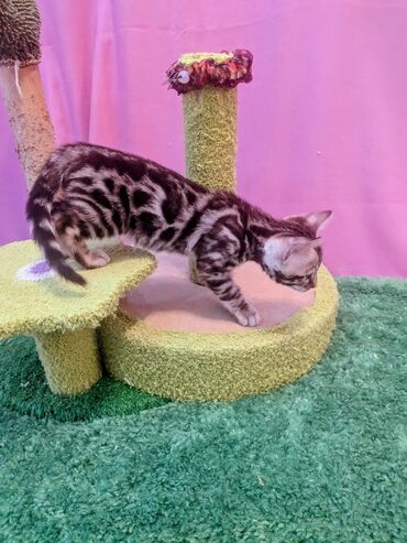 Продажа кошек: Бенгальская, 2 месяца, Мальчик, Приучена к лотку, Проглистована, С документами — 5