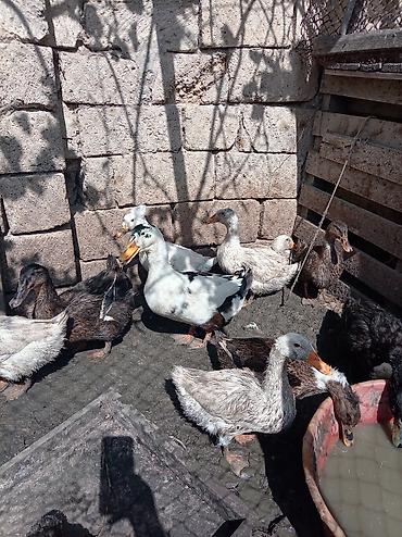 cex qus: Qarışıq cins ördəklər – təsərrüfat üçün - Şəkillərdə göründüyü kimi — 1