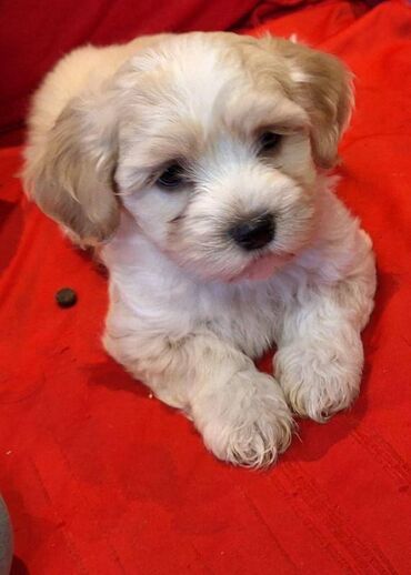 Psi: Na prodaju 5 prelepih dečaka havanskog bišona, stari 3 meseca. Od — 9