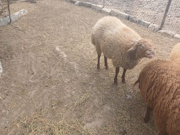 Qoyunlar, qoçlar: Qoyunlar – yerli ətlik/yunluq sürü - Şəkillərdə bir neçə baş yerli — 9