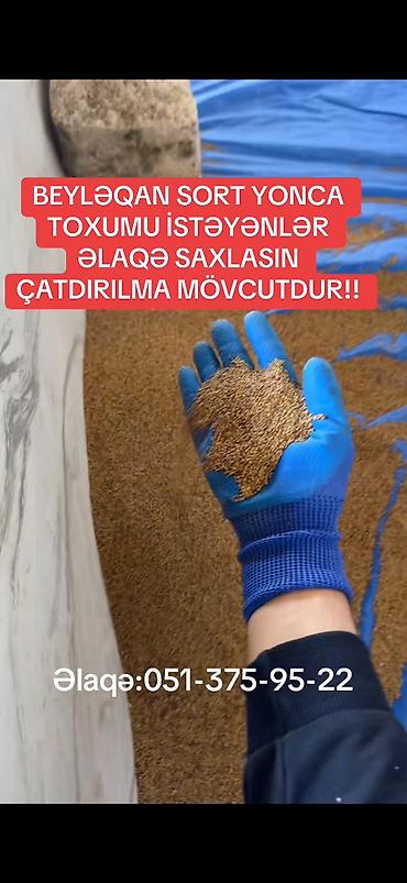 qara torpaq satılır: Məhsul: Beyləqan sort yonca toxumu Təsvir: - Yerli seleksiya Beyləqan — 1