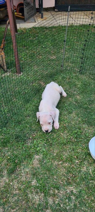Psi: Na prodaju 9 prelepih štenaca DOGO ARGENTINO, 1 ima flekicu na oku i — 12