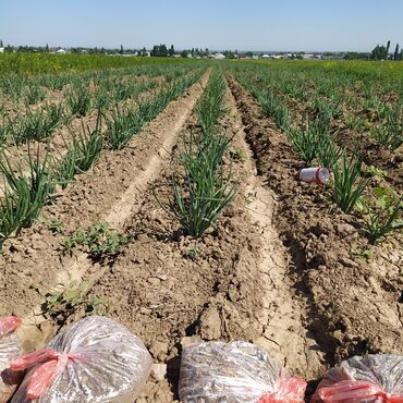 Овощи: Продаю семена лука лук луки манас высшего качество урук пияз пьяз — 13