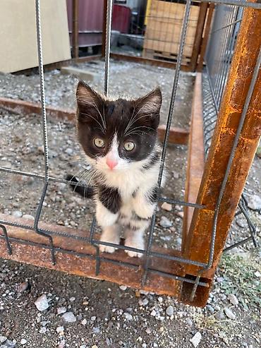 Продажа кошек: Котята, помет разноцветный: - Окрас: рыжий длинношерстный, рыжий — 10