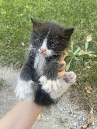 леопардовая кошка цена: 3 котят 
отдам за 100 
приучены к лотку 
им по 2 месяца