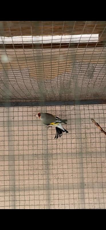 А/ч жаныбарлары үчүн тоюттар: Щегол (Carduelis carduelis) в вольере. - Яркое оперение: красная — 2