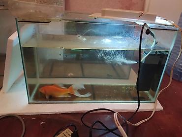akvarim: Akvarium satılır 2 ədəd 1 metr, 2 ədəd 50 santım, 2 ədəd 40 santım — 6