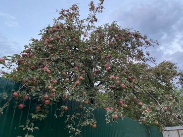 Продажа домов: Дача, 1 м², 1 комната, Собственник, Косметический ремонт — 9