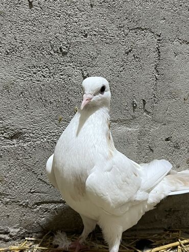 xacmazda satilan inekler: Salam göyərçin satılır əla göyərçindir