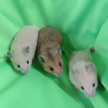 Хомяки: Продаются хомячки джунгарские, сирийские, ангорские пушистые хомячки — 8