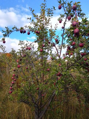 Яблоки: Яблоки — 14