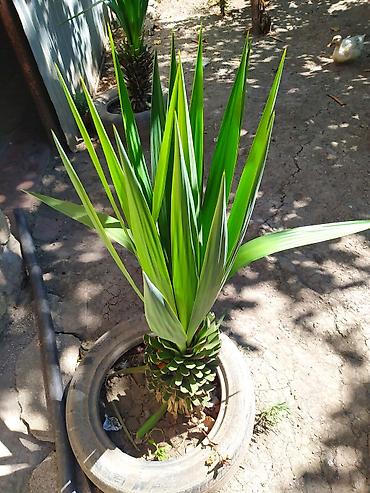 guldəfnə bitkisi: Dekorativ Yucca (yucca ağacı tipli) – peyzaj və həyət üçün - Bitki — 2