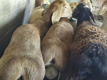 Продам с/х животных: Продаю | Баран (самец) | Гиссарская, Арашан | На забой — 5