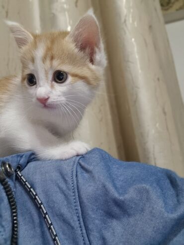 вещи для кота: Сибирские рыжие коты с глазами насыщенного оранжево-янтарного оттенка