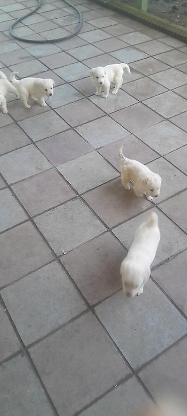 labrador retriever: Retriever, 1 ay, Erkək, Pulsuz çatdırılma — 1