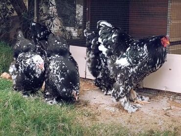 для птицы: Продаю подростков цыплят светлоголубой и мраморной брамы гигант