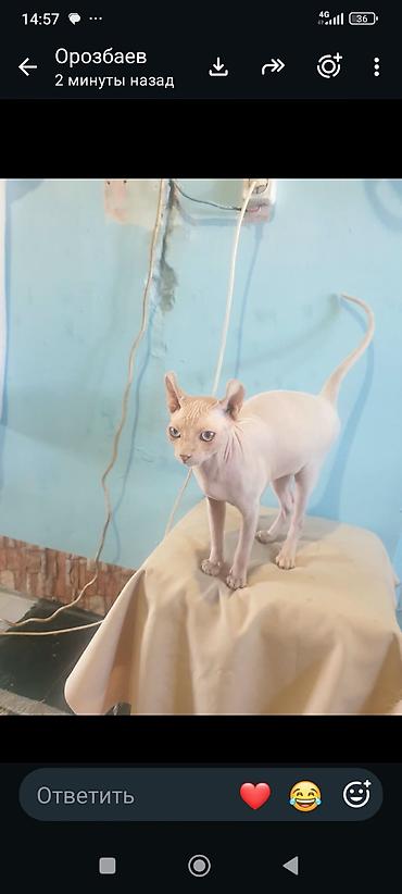 Мышыктар сатылат: Кот на вязка готово — 4