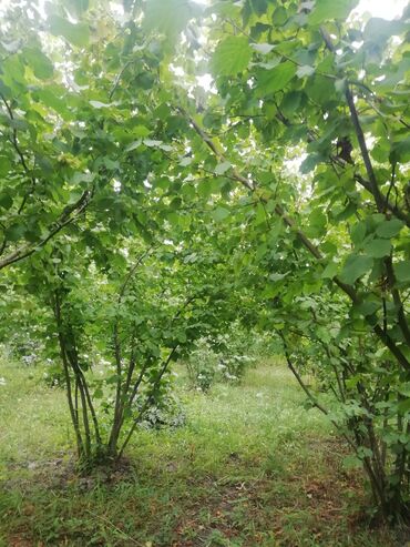 дома в кредит в баку: 6 соток, Для строительства, Собственник, Купчая