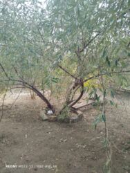 Həyət evləri və villaların satışı: 3 otaqlı, 160 kv. m, Kredit yoxdur, Orta təmir — 7