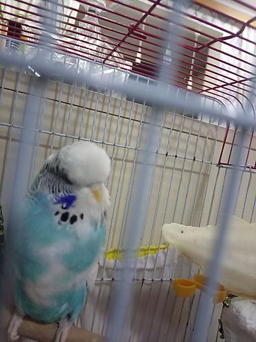 qus xana: Növ: Dalmatin/ingilis tipli dalğalı tutuquşu (bølgepapuqay) – mavi-ağ — 3