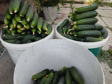 Теплицы: Ищу инвестора для масштабирования тепличного хозяйства и развития — 9