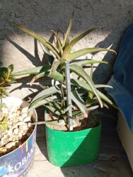 Süni güllər: Bu gülər satlır qiymətləri 1.2 manat yekə gülər 5 manat biri qalanı — 7