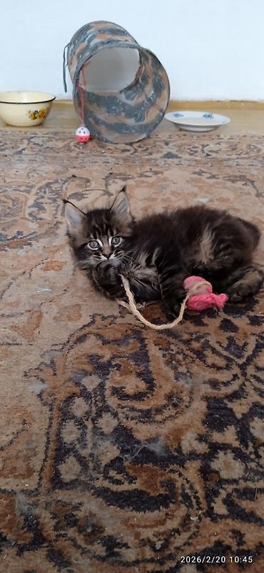 Мейн-Кун!!! Тигрёнок 🥰. Продается Шикарный, чистокровный котик от