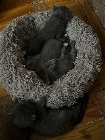 Heyvanlar: Şotland, Erkək, Dişi, Yaxşı əllərə, Ödənişli çatdırılma — 2