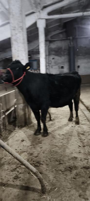 Коровы, быки: Продаю | Корова (самка) | Стельные — 4