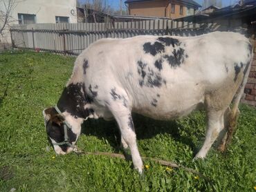куплю корову в бишкеке: Продаю | Корова (самка) | Алатауская | Для молока