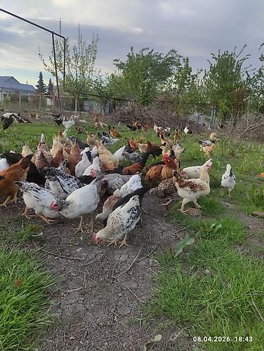 Toyuqlar: Toyuq, Ətlik -da lalafo.az — 4 Toyuqlar: Toyuq, Ətlik — 4