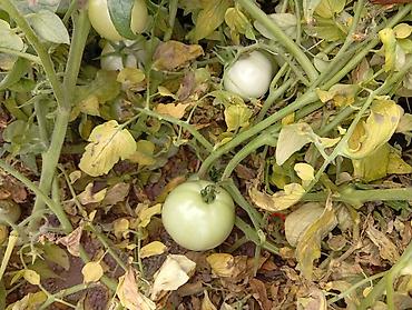 курица продаю: Помидоры Оптом — 1