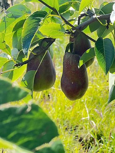 Продажа участков: Для бизнеса, Красная книга at lalafo.kg — 5 Продажа участков: Для бизнеса, Красная книга — 5