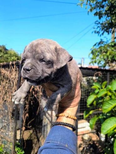 Psi: Američki Buli Poket štenci Prodajem štence rase American Bully Pocket — 5