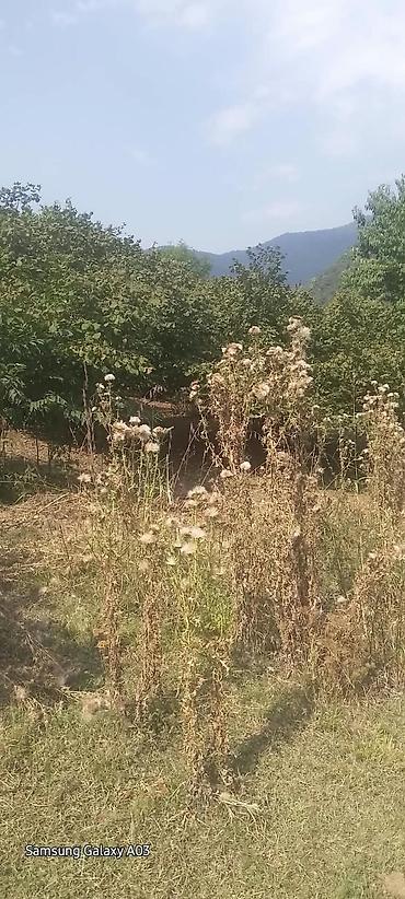 Torpaq sahələrinin satışı: 18 sot -da lalafo.az — 11 Torpaq sahələrinin satışı: 18 sot — 11