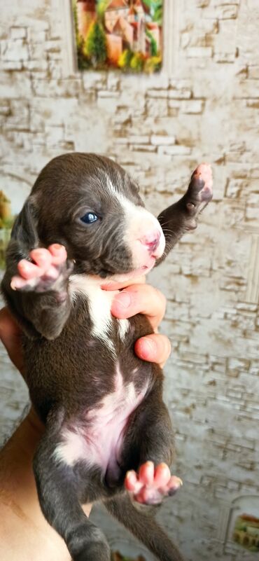 pitbullar: Ayin 23.02 dogulublar. 7 erkey 4 diwi ana ata wekili var. temiz gan