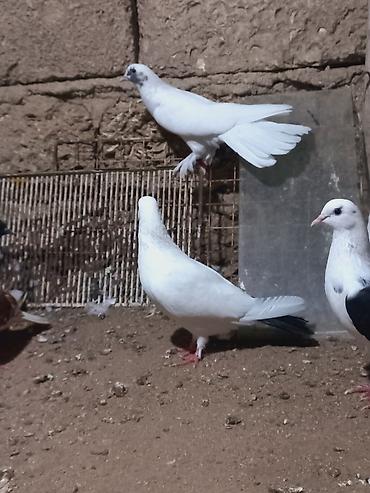 Göyərçinlər: Salam 6 dene secme quşlardi hamsi saglam bala veren heyvandi ucuşlarda — 9