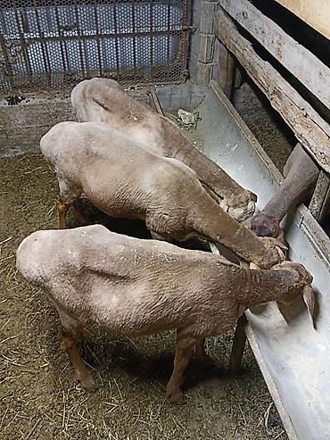 текен 250: Продаю | Ягненок | Для разведения — 1