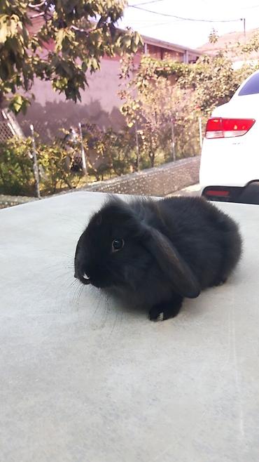 imisli yemi: Təmiz qan mini lop-15man.Rənqlər-açiq boz,şinşilla,qara — 4