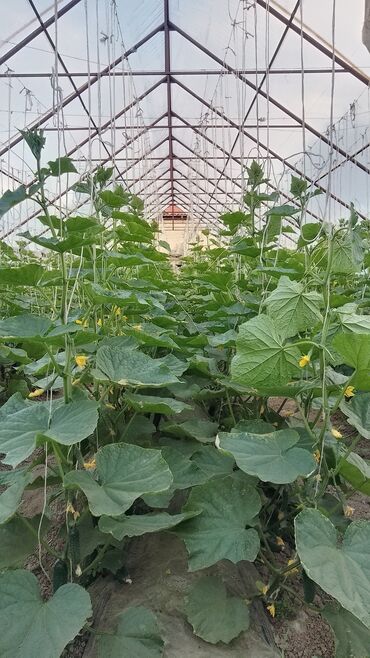 продаю курицу: Огурцы Кураж, Оптом