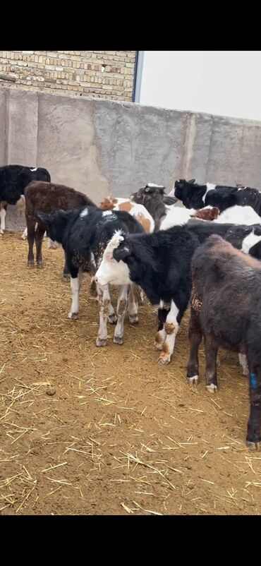 Dana, buzov: Satışda – müxtəlif rənglərdə və yaşlarda dana qrupı. Xüsusiyyətlər: - — 1