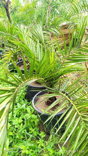 dekorativ otaq bitkiləri: Finik palmasi her qiymete olani var sifariş ucun elaqe saxliya